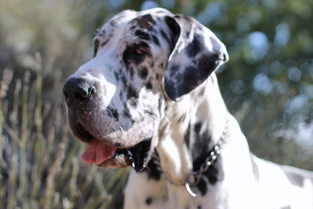 Les Dogue allemand de l'affixe Des Perles Géantes