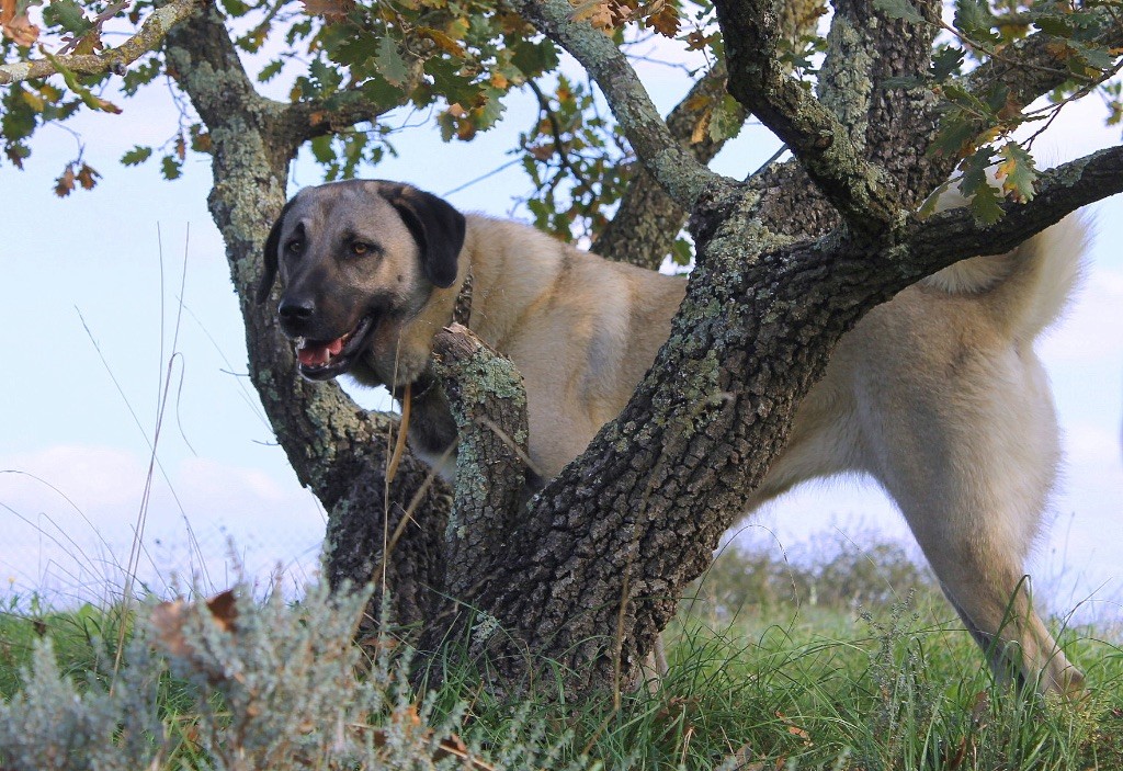 Les Berger Kangal de l'affixe Des Perles Géantes