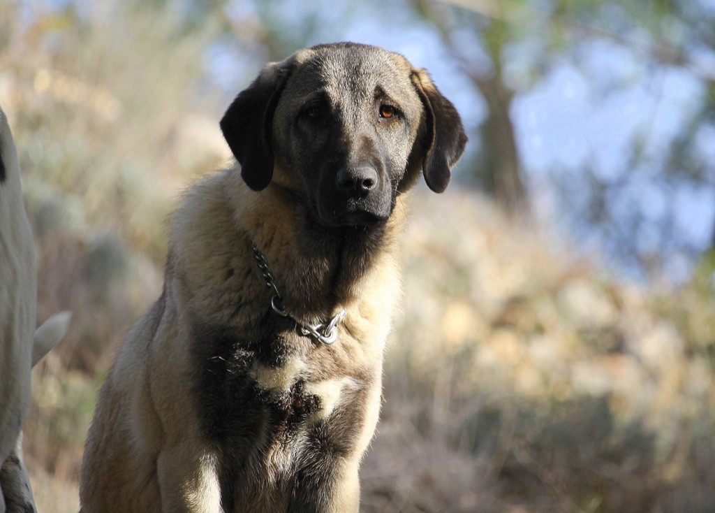 Dergerli The Legend Of Kangal