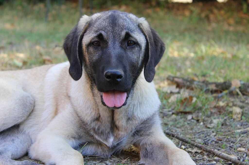 Dergerli The Legend Of Kangal