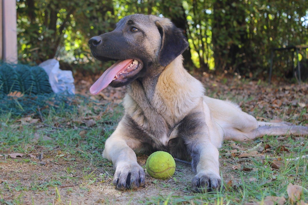 Dergerli The Legend Of Kangal