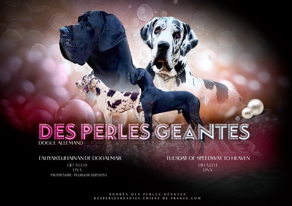 chiot Dogue allemand Des Perles Géantes