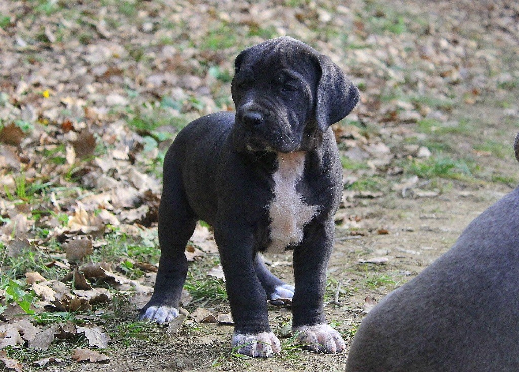 Des Perles Géantes - Chiot disponible  - Dogue allemand