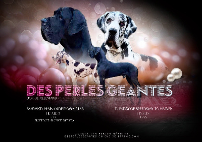 Des Perles Géantes - Dogue allemand - Portée née le 15/10/2024