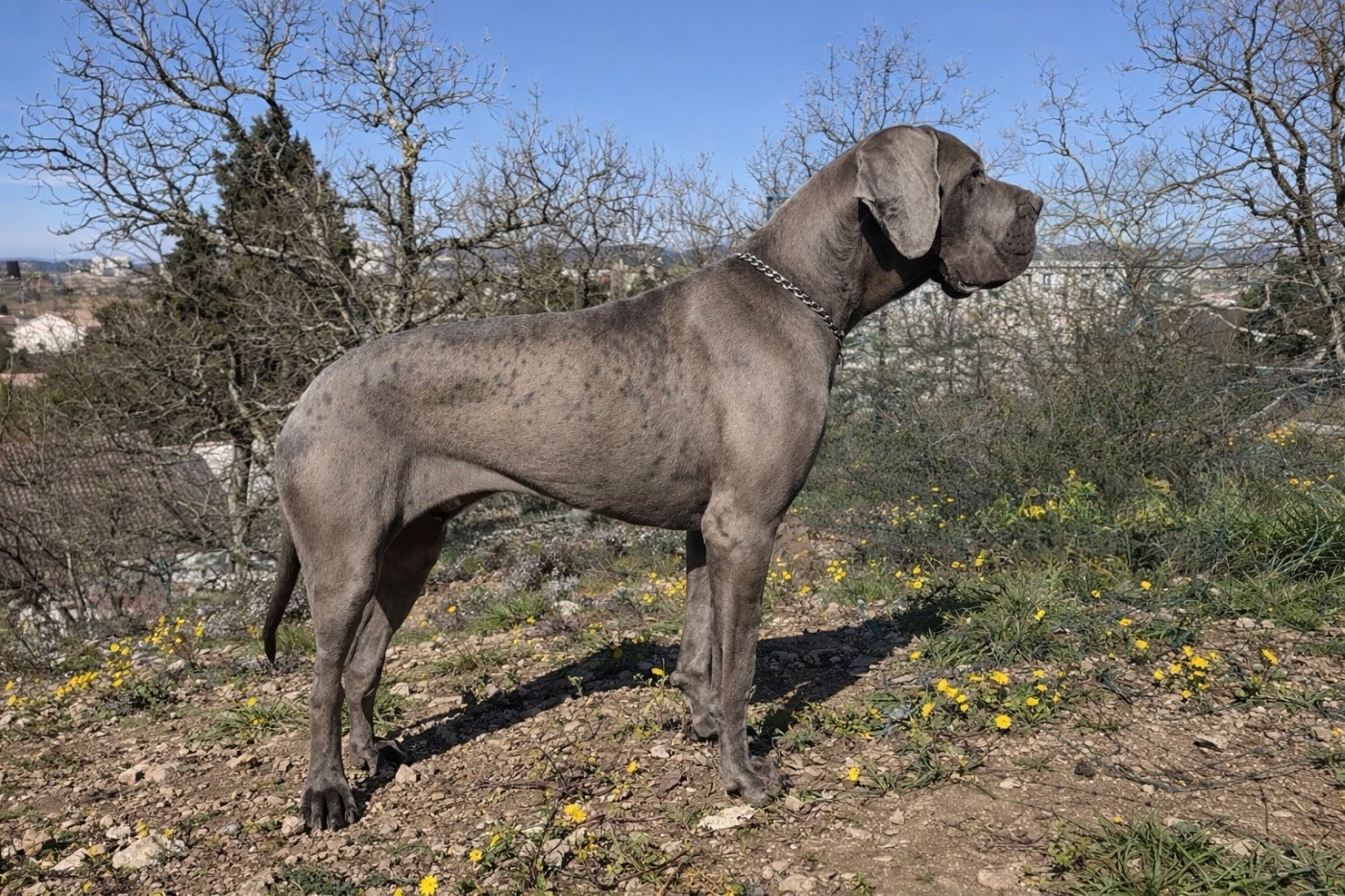 Aska louna de l’outsaïna