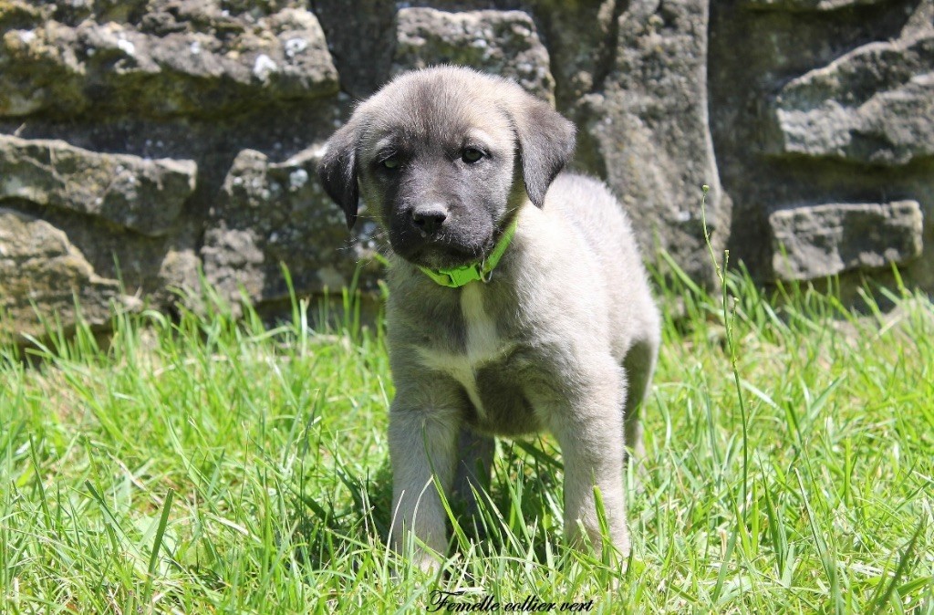 Des Perles Géantes - Chiots disponibles - Berger Kangal