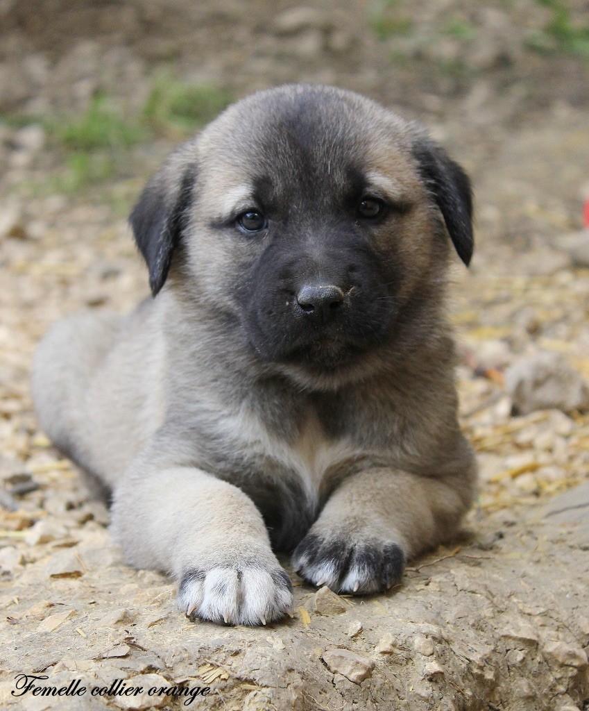 Des Perles Géantes - Chiots disponibles - Berger Kangal