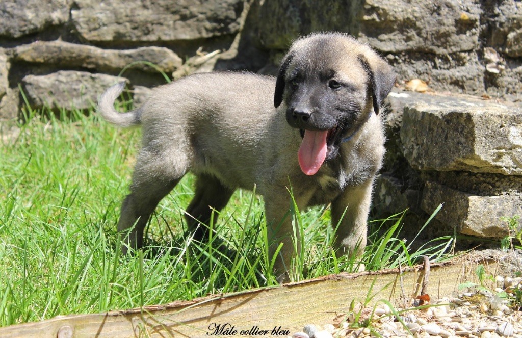 Des Perles Géantes - Chiots disponibles - Berger Kangal