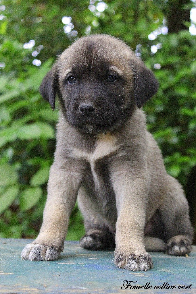 Des Perles Géantes - Chiots disponibles - Berger Kangal