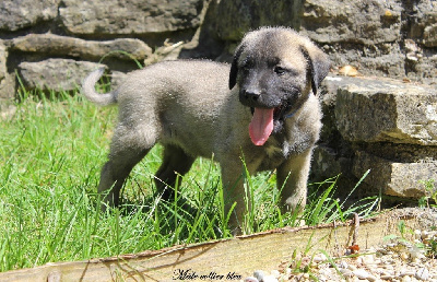 Aslan