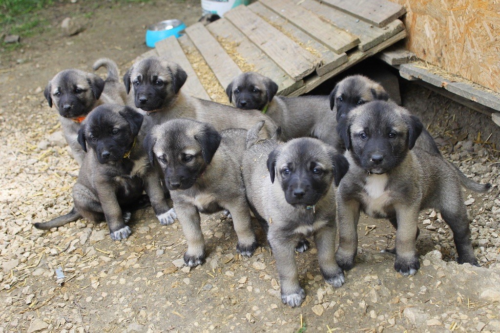 Chiot Berger Kangal Des Perles Géantes
