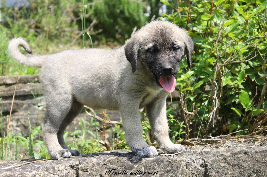 Des Perles Géantes - Chiots disponibles - Berger Kangal