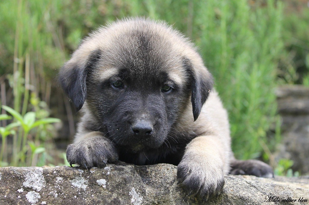 Des Perles Géantes - Chiots disponibles - Berger Kangal