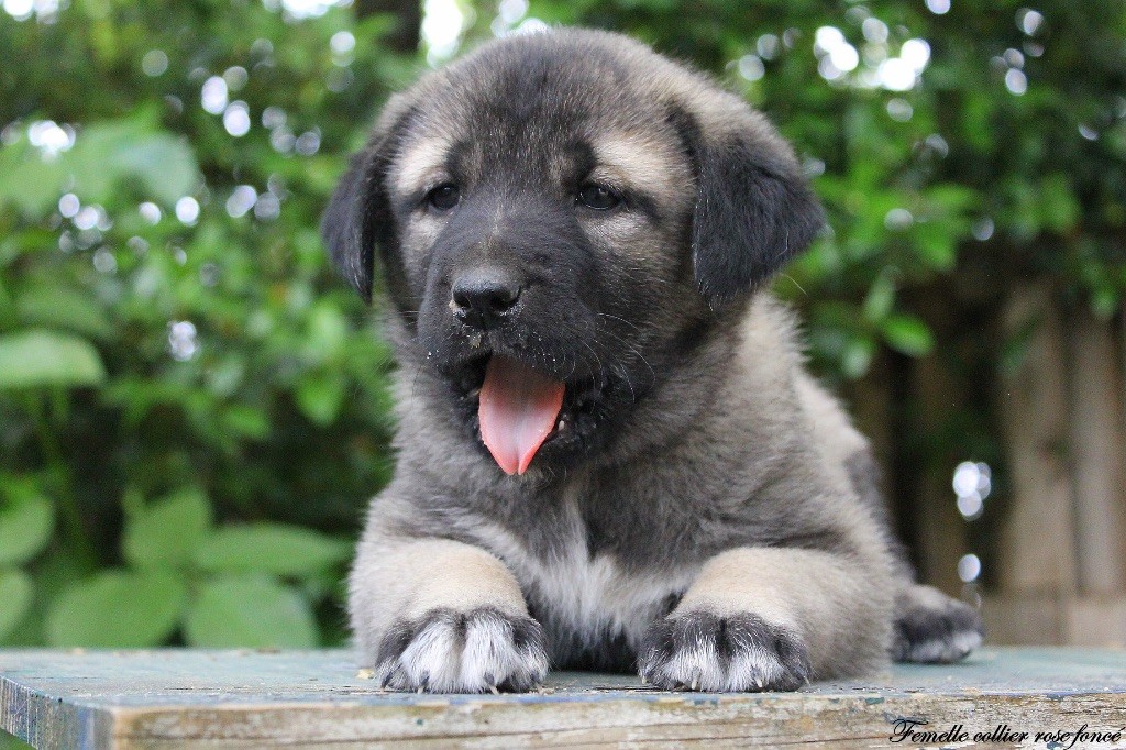 Des Perles Géantes - Chiots disponibles - Berger Kangal