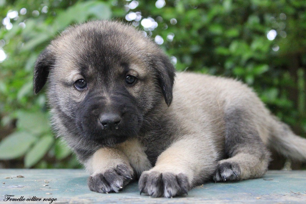 Des Perles Géantes - Chiots disponibles - Berger Kangal