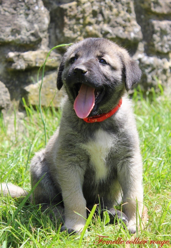 Des Perles Géantes - Chiots disponibles - Berger Kangal